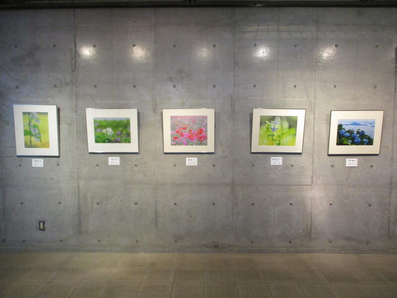 群馬花の会　写真展様子