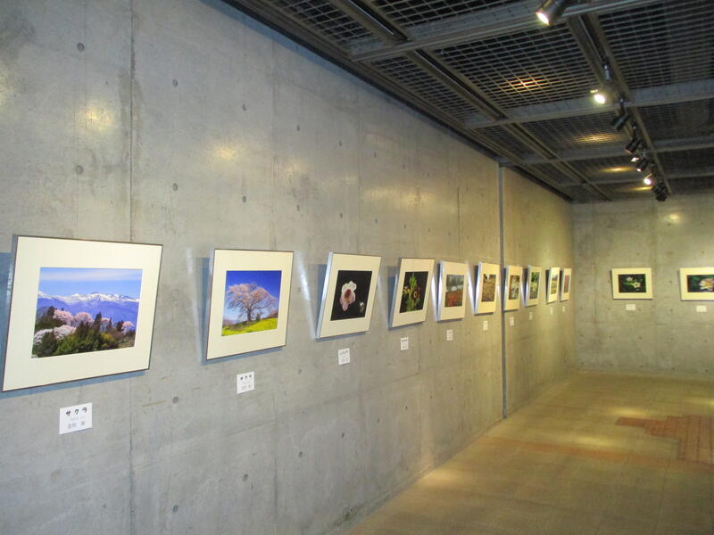 群馬花の会　写真展様子